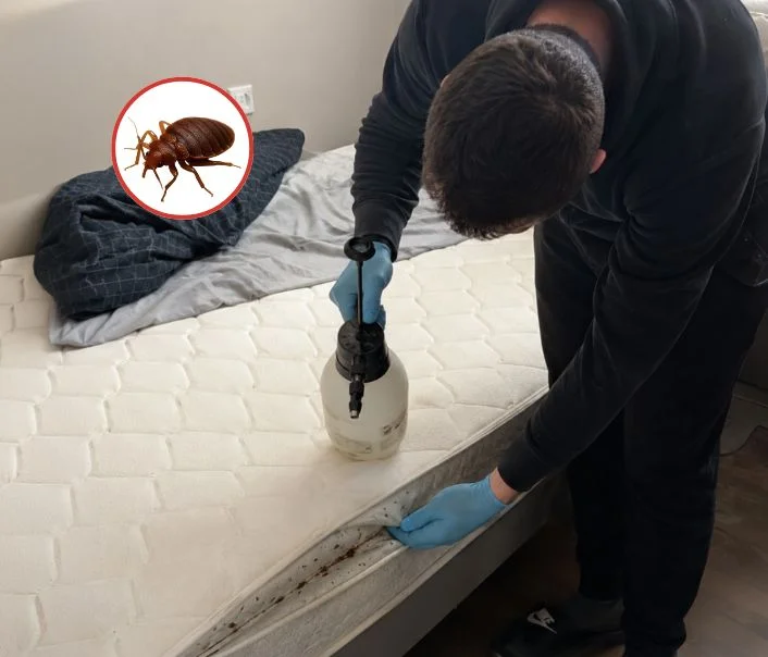 Technicien traitant un matelas contre les punaises de lit à Les Essarts-le-Roi